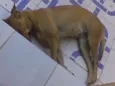 Mili