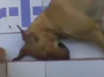 Mili