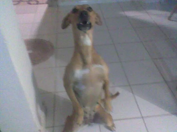 Cachorro ra a Labrador (Mestiça) idade 6 ou mais anos nome Mili