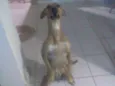 Mili
