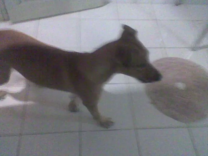Cachorro ra a Labrador (Mestiça) idade 6 ou mais anos nome Mili