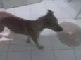 Mili