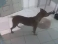 Mili