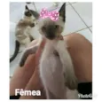 Boneca