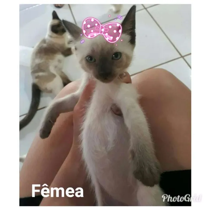Gato ra a Siamês idade 2 a 6 meses nome Boneca
