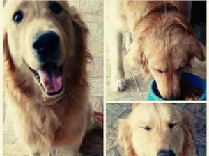 Cachorro raça Gold Retriver idade 4 anos nome Dom