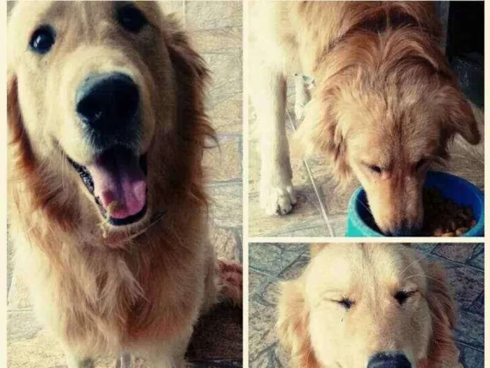Cachorro ra a Gold Retriver idade 4 anos nome Dom