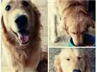 Cachorro raça Gold Retriver idade 4 anos nome Dom