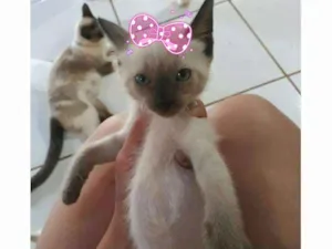 Gato raça Siamês idade 2 a 6 meses nome Boneca