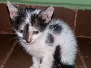 Gato raça desconhecida idade 2 a 6 meses nome Sem nome