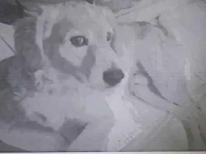 Cachorro raça SRD com Goldenl idade 6 ou mais anos nome Xanadú