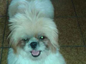 Cachorro raça Shitsu idade  nome Lola