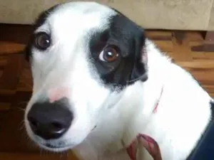Cachorro raça sem raça definida  idade 2 anos nome Nalu