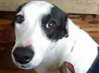 Cachorro raça sem raça definida  idade 2 anos nome Nalu