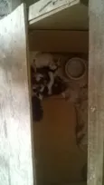 gatos