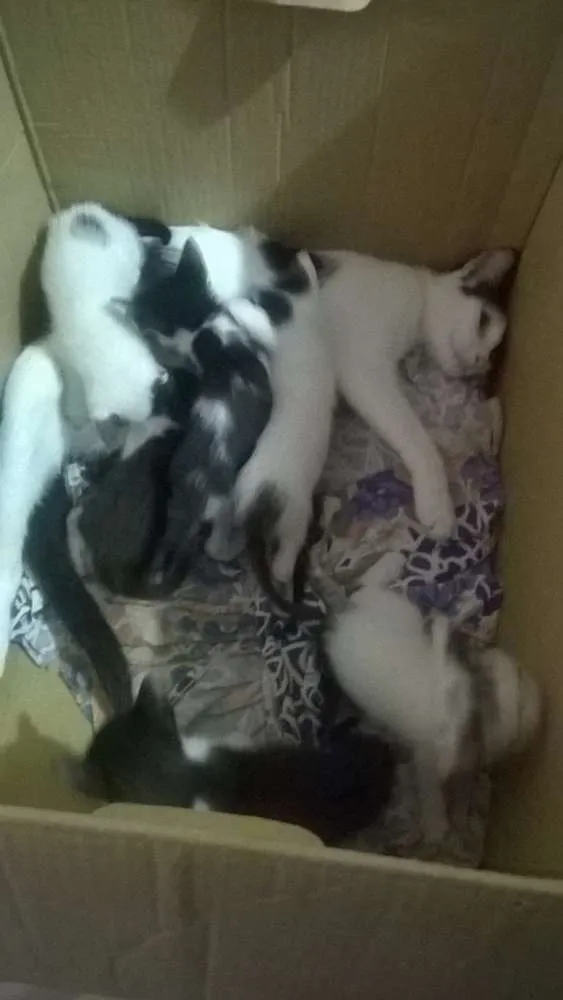 Gato raça gato idade Abaixo de 2 meses nome gatos