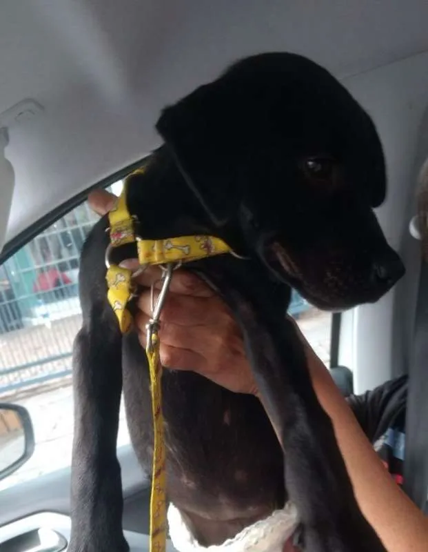 Cachorro ra a SRD idade 2 a 6 meses nome Luna