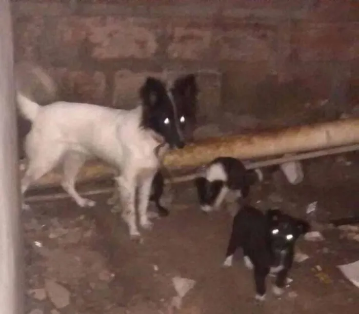 Cachorro ra a SRD idade 2 a 6 meses nome sem nome