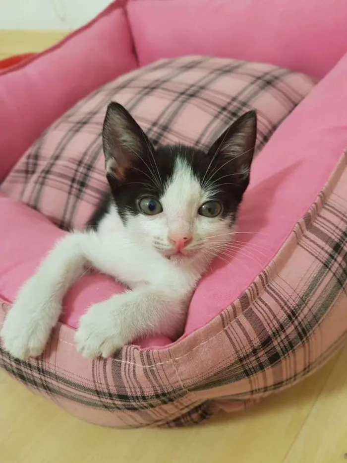 Gato ra a SRD idade Abaixo de 2 meses nome Ivana
