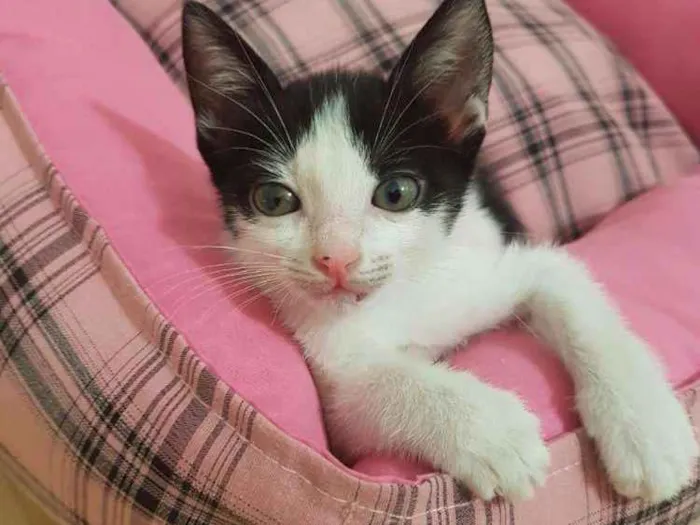 Gato ra a SRD idade Abaixo de 2 meses nome Ivana