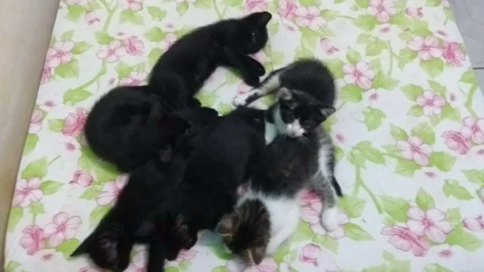 Gato ra a Srd idade 2 a 6 meses nome Júlia Batman e grafi