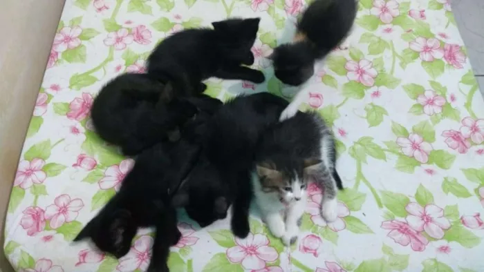 Gato ra a Srd idade 2 a 6 meses nome Júlia Batman e grafi