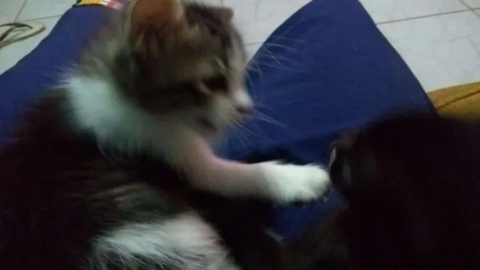 Gato ra a Srd idade 2 a 6 meses nome Júlia Batman e grafi