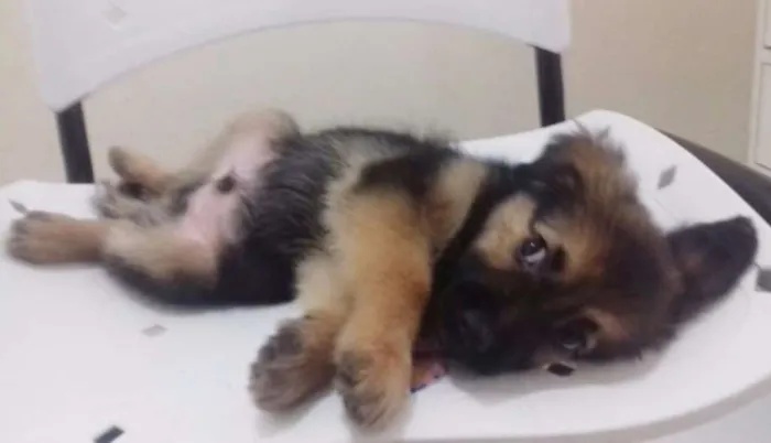 Cachorro ra a SRD idade 2 a 6 meses nome WOLF