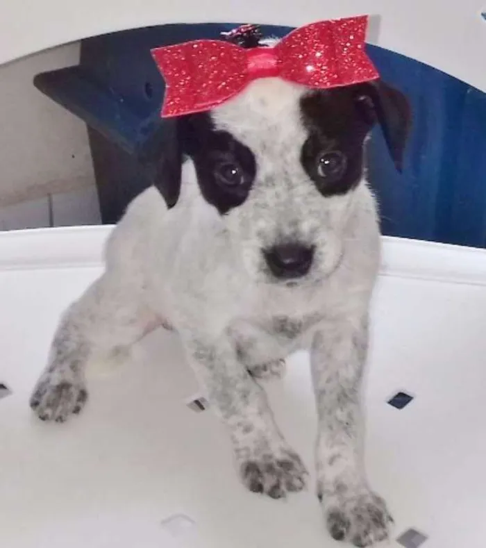 Cachorro ra a SRD idade 2 a 6 meses nome ELOWA