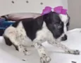 BRENDA