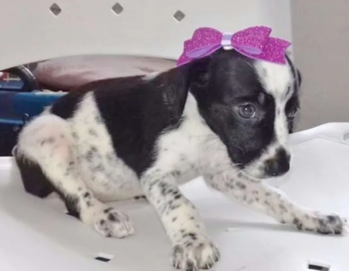 Cachorro ra a SRD idade 2 a 6 meses nome BRENDA