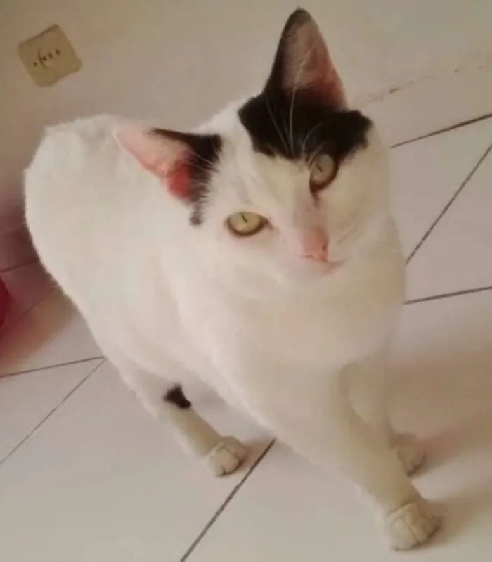 Gato ra a SRD idade 4 anos nome KYARA