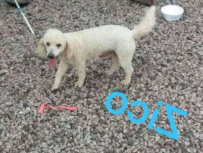 Cachorro raça poodle idade 3 anos nome zico