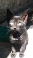 Gatos 