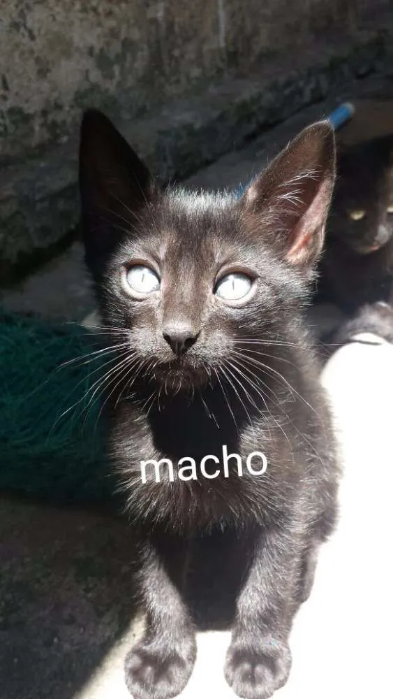 Gato ra a  idade 2 a 6 meses nome Gatos 