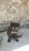 Gatos 