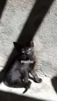 Gatos 