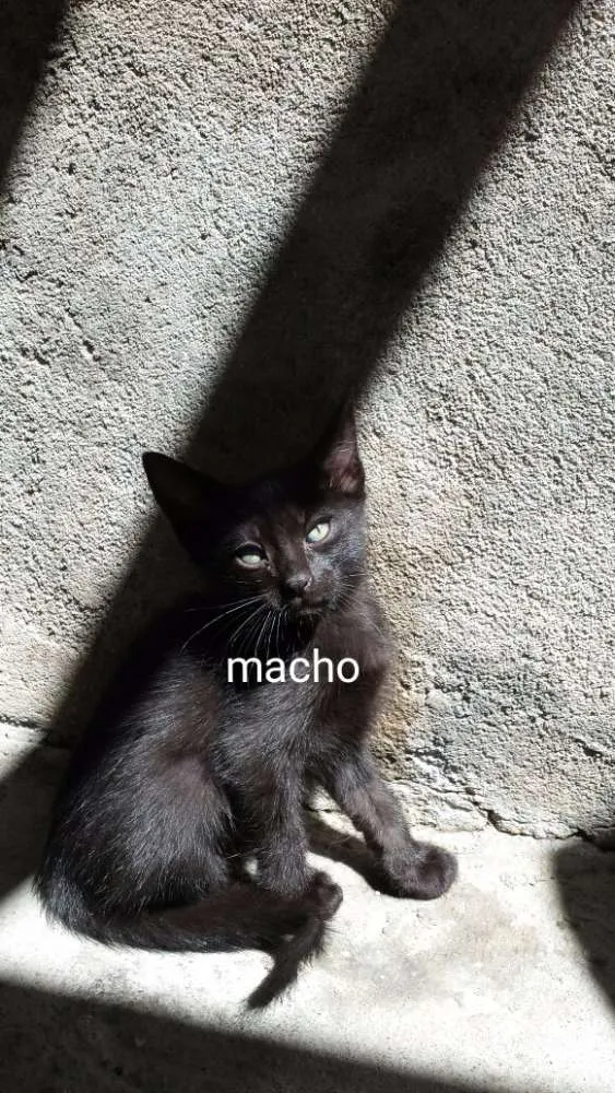 Gato ra a  idade 2 a 6 meses nome Gatos 
