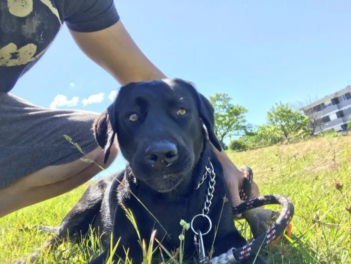 Cachorro ra a Labrador idade 1 ano nome Mel