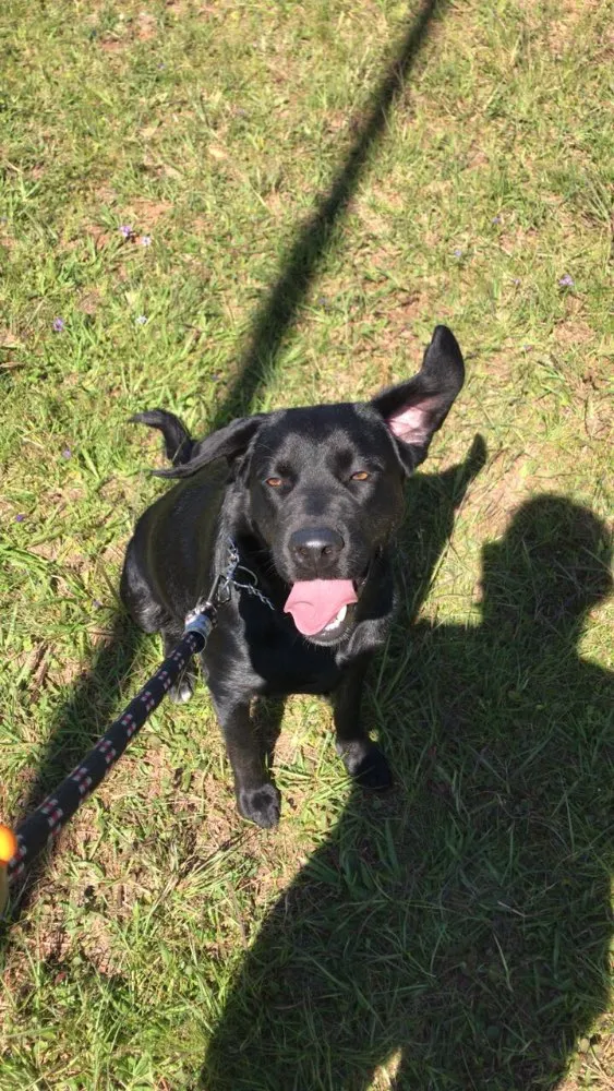 Cachorro ra a Labrador idade 1 ano nome Mel