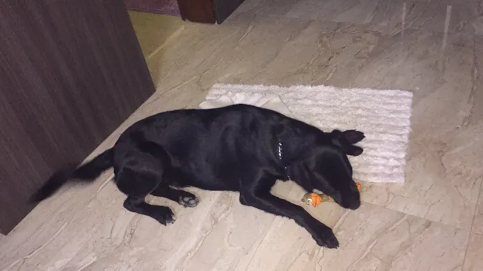 Cachorro ra a Labrador idade 1 ano nome Mel