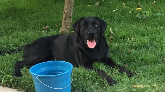 Cachorro ra a Labrador idade 1 ano nome Mel
