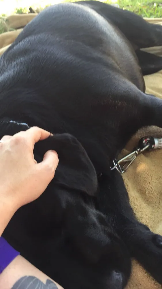 Cachorro ra a Labrador idade 1 ano nome Mel