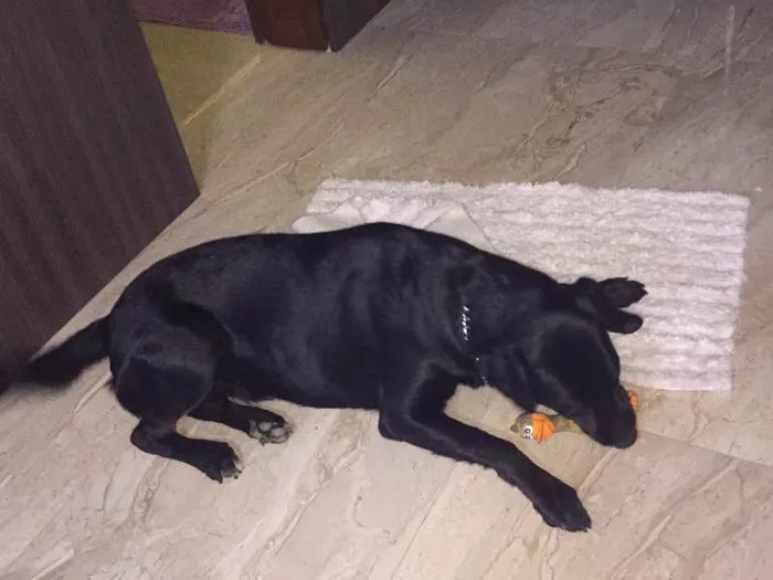 Cachorro ra a Labrador idade 1 ano nome Mel
