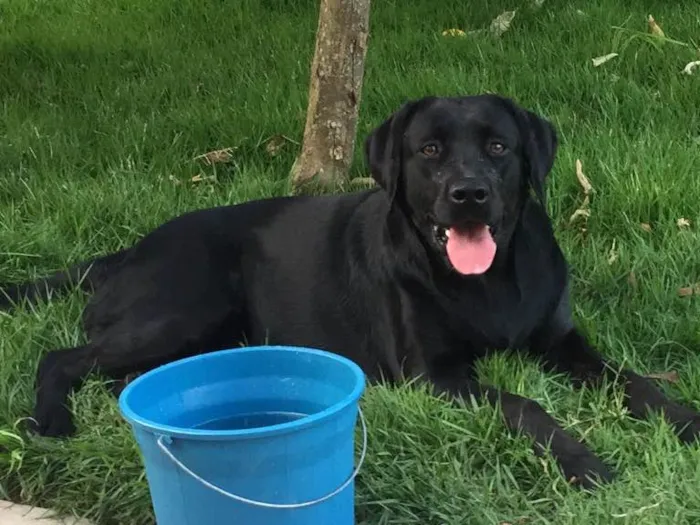 Cachorro ra a Labrador idade 1 ano nome Mel