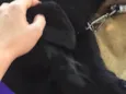 Mel