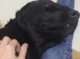 Mel