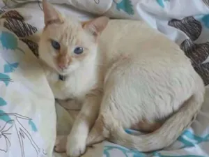 Gato raça Srd idade 2 anos nome Melquíades