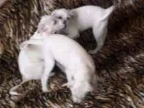 Cachorro ra a Viralatas idade 2 a 6 meses nome Kikito