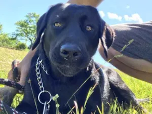 Cachorro raça Labrador idade 1 ano nome Mel